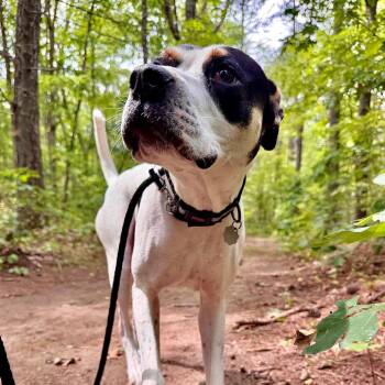Scrappy Boy -  Mixed Breed Dog for Adoption in Kennebunk, Maine - Scrappy Boy | PetCurious