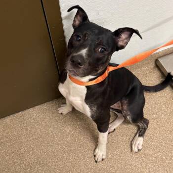 Rees -  Pit Bull Terrier and Mixed Breed Dog for Adoption in League City, Texas - Rees | PetCurious