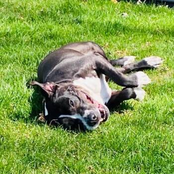 Pit Bull Terrier Dogs Available for Adoption in Philadelphia, Pennsylvania - Winnie | PetCurious