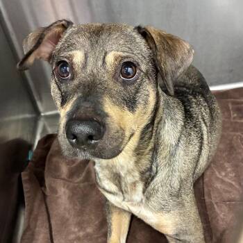 Honeybee -  Mixed Breed Dog for Adoption in Abilene, Texas - Honeybee | PetCurious