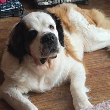Saint Bernard Dogs Available for Adoption - Tilly | PetCurious
