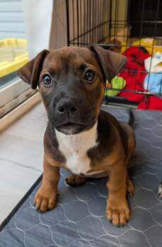 Latte -  Labrador Retriever Dog for Adoption in Elizabeth, Colorado - Latte | PetCurious