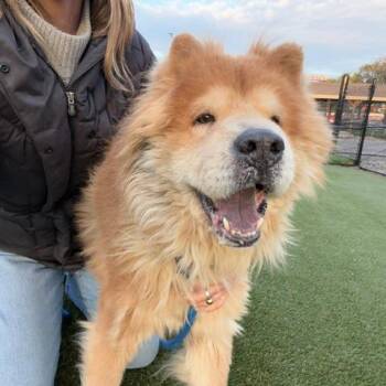 Chow Chow Dogs Available for Adoption in Philadelphia, Pennsylvania - Dash | PetCurious