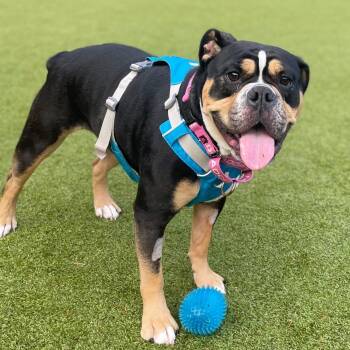 Rescue English Bulldog Dogs for Adoption in Friday Harbor, Washington - Poppy | PetCurious