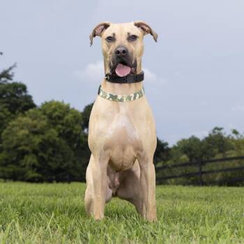 Cyrus -  Mixed Breed Dog for Adoption in Franklin, Tennessee - Cyrus | PetCurious