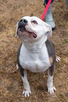 Pit Bull Terrier Dogs Available for Adoption in King George, Virginia - Pepper | PetCurious