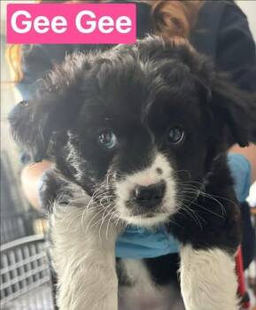 Gee Gee -  Mixed Breed Dog Available for Adoption in Athens, Ontario - Gee Gee | PetCurious