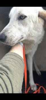 Great Pyrenees and Mixed Breed Dogs Available for Adoption in Killeen, Texas - KALLI | PetCurious