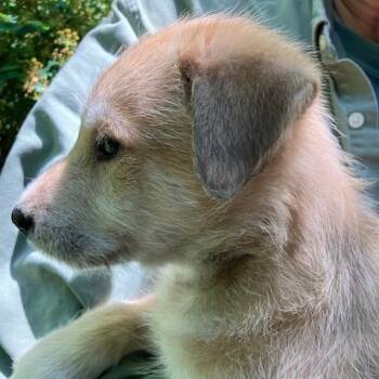 Charlie Tuna -  Wire Fox Terrier Dog for Adoption in Northbrook, Illinois - Charlie Tuna | PetCurious