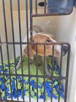 Lilac -  Mixed Breed Dog for Adoption in Mobile, Alabama - Lilac | PetCurious