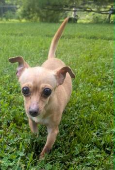 Dusse-6 lbs. -  Chihuahua Dog for Adoption in Yorkville, Illinois - Dusse-6 Lbs. | PetCurious