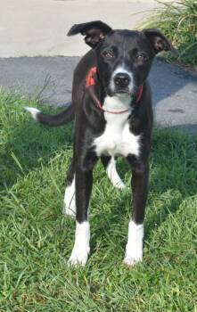 Rescue Border Collie and Mixed Breed Dogs for Adoption in Kingsland, Georgia - Marley | PetCurious