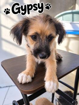Gypsy -  Terrier Dog for Adoption in Poway, California - Gypsy | PetCurious