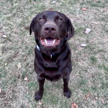 Rescue Chocolate Labrador Retriever Dogs for Adoption in Bethel, Connecticut - Brownie | PetCurious