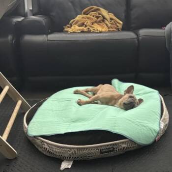 French Bulldog Dogs Available for Adoption in Austin, Texas - Horchata | PetCurious