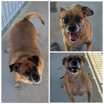 Rescue Mixed Breed Dogs for Adoption in Dublin, Virginia - Molly | PetCurious