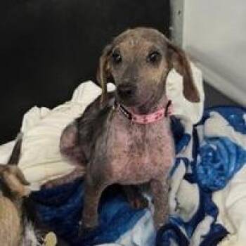 Asha -  Dachshund and Chihuahua Dog for Adoption in Fairfax, Virginia - Asha | PetCurious