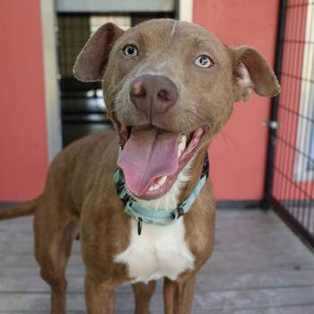 Rescue Mixed Breed Dogs for Adoption in Bradenton, Florida - Tony MoHawk | PetCurious