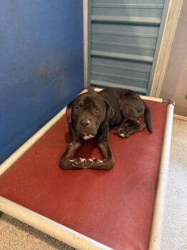 Gus -  Pit Bull Terrier Dog for Adoption in Bartlesville, Oklahoma - Gus | PetCurious