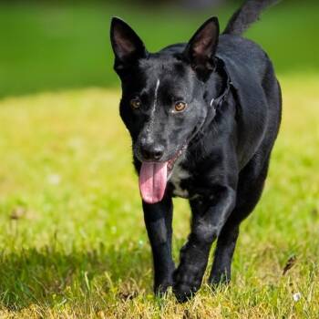 RILEY -  Australian Cattle Dog Blue Heeler and Mixed Breed Dog for Adoption in St. Louis, Missouri - RILEY | PetCurious