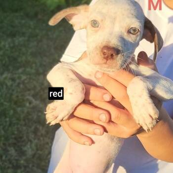 Nacho -  German Shorthaired Pointer and Mixed Breed Dog for Adoption in New Orleans, Louisiana - Nacho | PetCurious