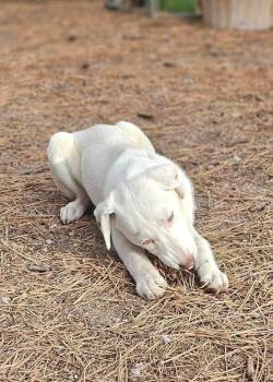 Terrier Dogs Available for Adoption - Taylor | PetCurious