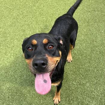 Milda -  Rottweiler Dog for Adoption in Greensboro, North Carolina - Milda | PetCurious