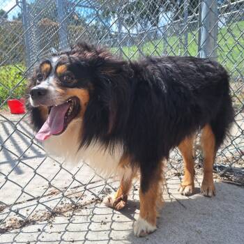 Rescue Australian Shepherd Dogs for Adoption in Albert Lea, Minnesota - Edward | PetCurious