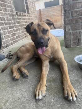 CURRY -  Black Mouth Cur Dog for Adoption in San Antonio, Texas - CURRY | PetCurious