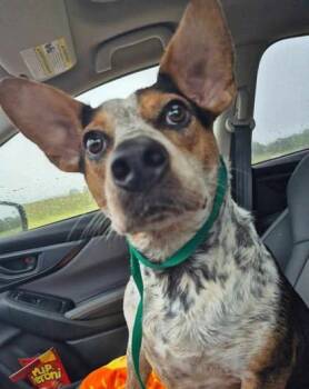 Rescue Mixed Breed Dogs for Adoption in New Freedom, Pennsylvania - Indy | PetCurious