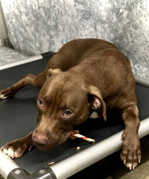 Rescue Labrador Retriever and Pit Bull Terrier Dogs for Adoption in Estherville, Iowa - Zara | PetCurious