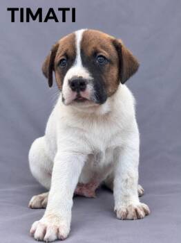Timothy -  Hound Dog for Adoption in Lucas, Texas - Timothy | PetCurious