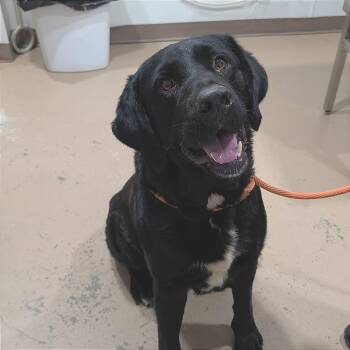 Ryder / Chief -  Black Labrador Retriever and Retriever Dog for Adoption in Buchanan Dam, Texas - Ryder / Chief | PetCurious