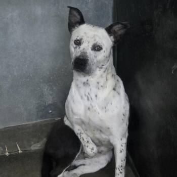 SASSY -  Pit Bull Terrier Dog for Adoption in Carlin, Nevada - SASSY | PetCurious