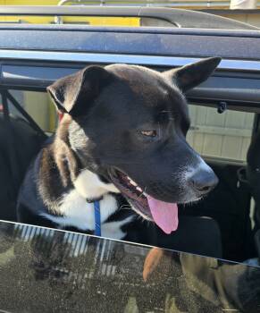 Rescue Australian Cattle Dog Blue Heeler and German Shepherd Dog Dogs for Adoption in Wildomar, California - Nova | PetCurious