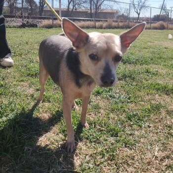 Chihuahua and Mixed Breed Dogs Available for Adoption - Richard D46305 | PetCurious
