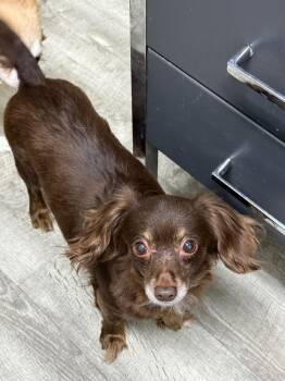 Chihuahua and Mixed Breed Dogs Available for Adoption in Albion, New York - Carly | PetCurious