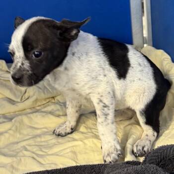Penelope -  Mixed Breed Dog for Adoption in Las Cruces, New Mexico - Penelope | PetCurious