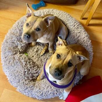 Mixed Breed Dogs Available for Adoption in Walker, Michigan - Millie | PetCurious