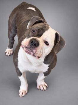 Lexi -  Pit Bull Terrier and Mixed Breed Dog for Adoption in Bowling Green, Kentucky - Lexi | PetCurious