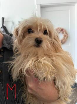 Yorkshire Terrier and Maltese Dogs Available for Adoption in Millcreek, Utah - Franklin | PetCurious