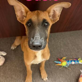 Rescue German Shepherd Dog and Mixed Breed Dogs for Adoption in Austin, Texas - Susie | PetCurious