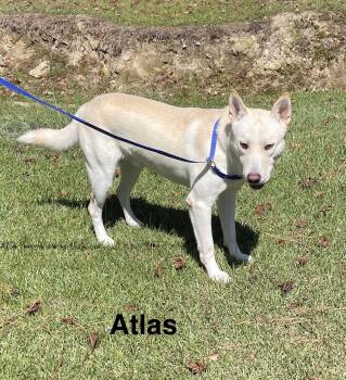 Rescue Husky and Shepherd Dogs for Adoption in Alexander City, Alabama - Atlas | PetCurious