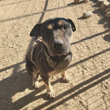 Rescue Shar Pei and Pit Bull Terrier Dogs for Adoption in Oro Valley, Arizona - Wesley | PetCurious