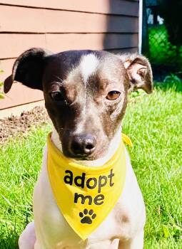 Petey -  Chihuahua and Rat Terrier Dog for Adoption in Boston, Massachusetts - Petey | PetCurious
