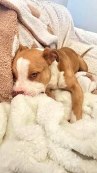 Sugar Cube -  American Staffordshire Terrier Dog for Adoption in Shiloh, Illinois - Sugar Cube | PetCurious