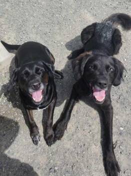 Lucia -  Labrador Retriever Dog for Adoption in Bellingham, Washington - Lucia | PetCurious