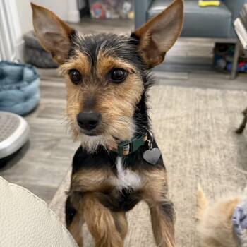 Dutch the Schnorkie 12 pounds -  Yorkshire Terrier and Miniature Schnauzer Dog for Adoption in Lockhart, Texas - Dutch The Schnorkie 12 Pounds | PetCurious