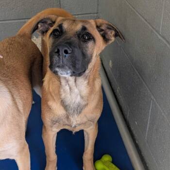 Beagle and Mixed Breed Dogs Available for Adoption in Grand Junction, Colorado - Brooks | PetCurious