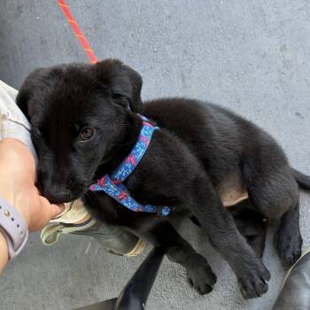 Sadie -  Labrador Retriever Dog for Adoption in Raleigh, North Carolina - Sadie | PetCurious